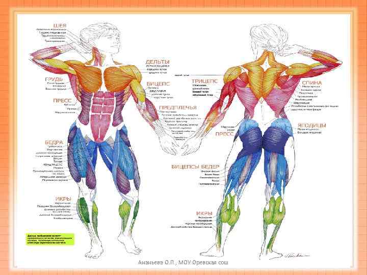 Ананьева О. П. , МОУ Оревская сош 