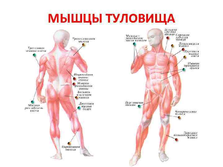 Мышцы туловища и конечностей