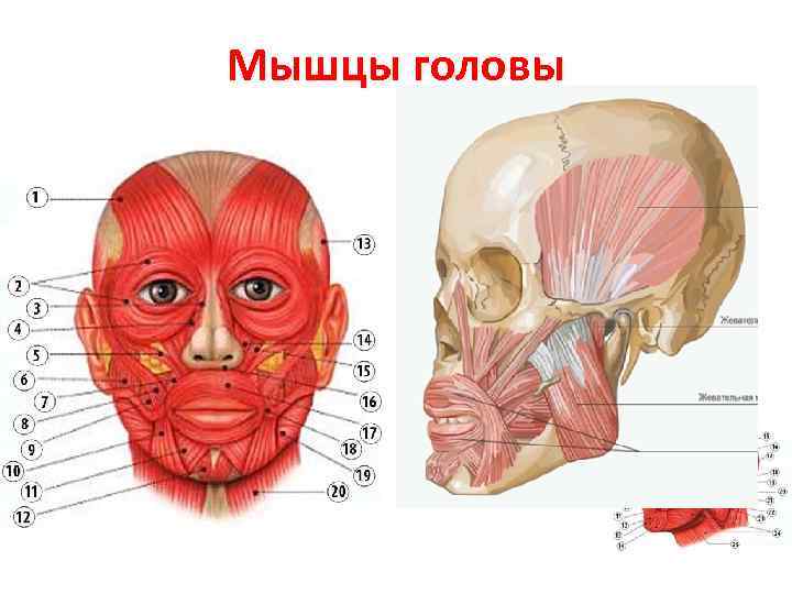 Мышцы носа