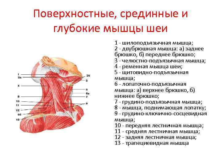 Поверхностные, срединные и глубокие мышцы шеи   1 - шилоподъязычная мышца;  