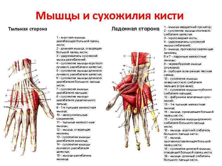 Схема сухожилий человека