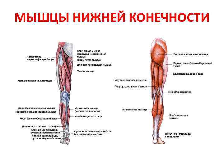 МЫШЦЫ НИЖНЕЙ КОНЕЧНОСТИ 