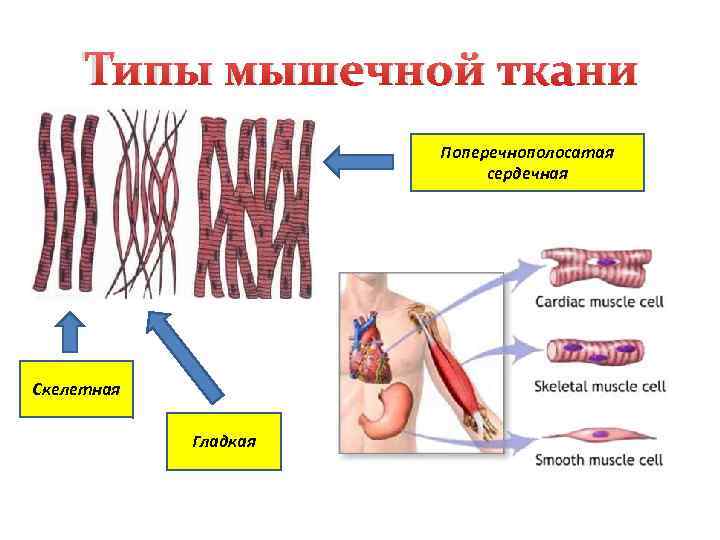 Мышечная клетка рисунок