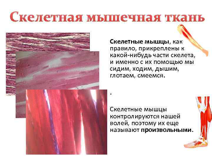 Скелетная мышечная ткань   Скелетные мышцы, как   правило, прикреплены к 