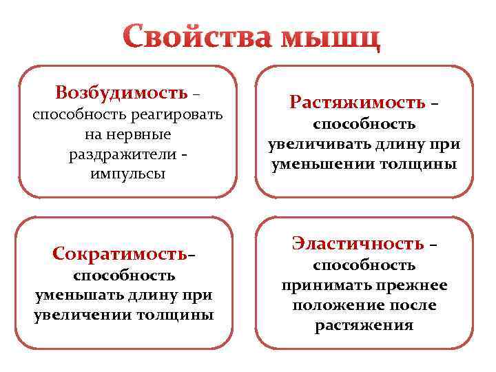    Свойства мышц  Возбудимость –     Растяжимость –