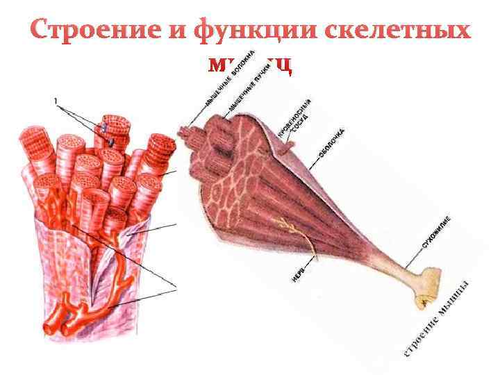 Каково строение скелетной мышцы