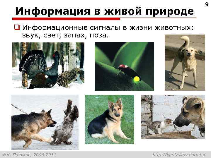      9 Информация в живой природе q Информационные сигналы в