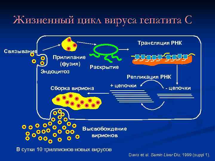  Жизненный цикл вируса гепатита С     Трансляция РНК Связывание 