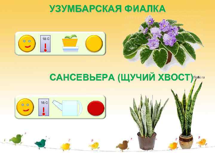   УЗУМБАРСКАЯ ФИАЛКА Графическая модель «Способы ухода  за комнатными растениями» ВЫНОСЛИВОСТЬ 