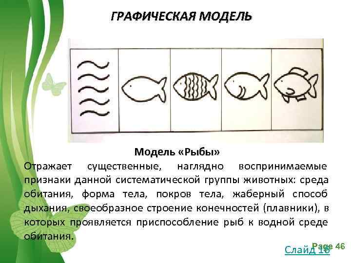     ГРАФИЧЕСКАЯ МОДЕЛЬ     Модель «Рыбы» Отражает существенные,