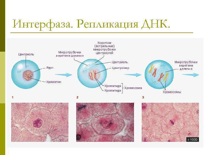 Интерфаза клетки процессы