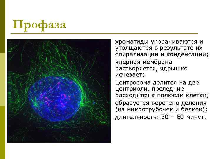 Профаза  p  хроматиды укорачиваются и    утолщаются в результате их