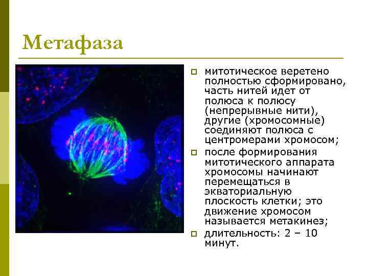 Метафаза  p  митотическое веретено    полностью сформировано,   часть