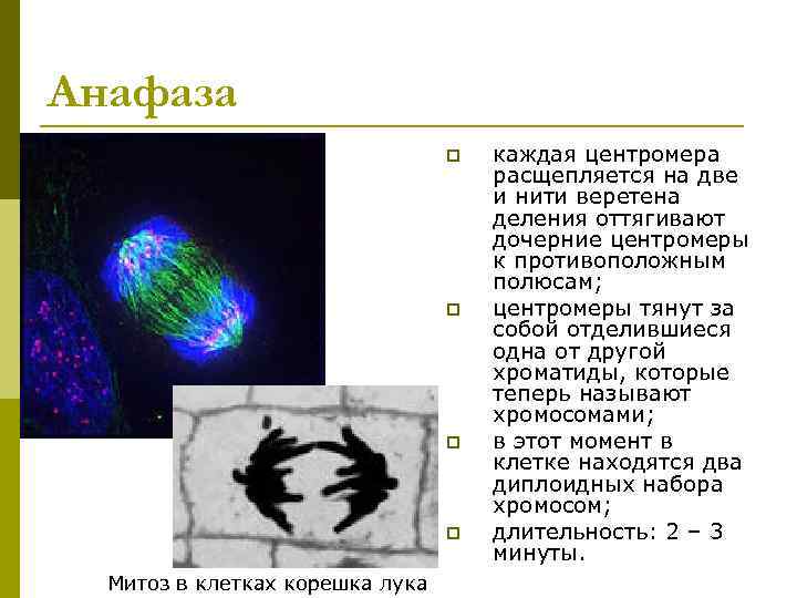 Анафаза       p  каждая центромера   