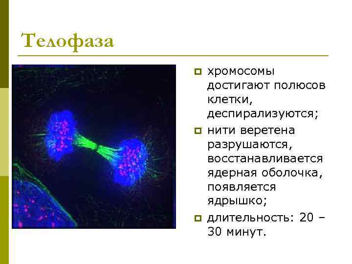 Телофаза  p  хромосомы    достигают полюсов    клетки,