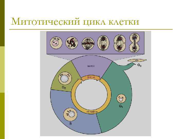 Митотический цикл клетки 
