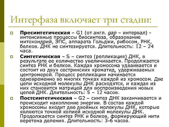 Интерфаза включает три стадии: p  Пресинтетическая – G 1 (от англ. gap –