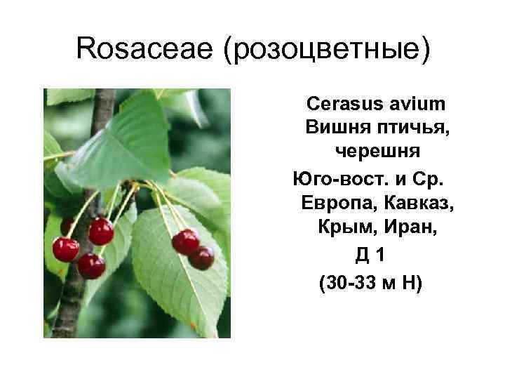 Rosaceae (розоцветные)   Cerasus avium   Вишня птичья,    черешня