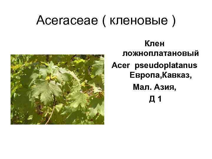 Aceraceae ( кленовые )    Клен    ложноплатановый  Acer