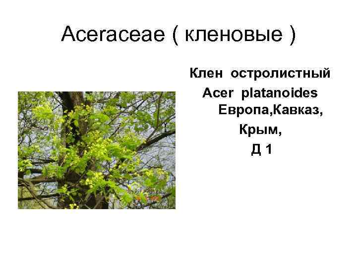 Aceraceae ( кленовые )   Клен остролистный    Acer platanoides 