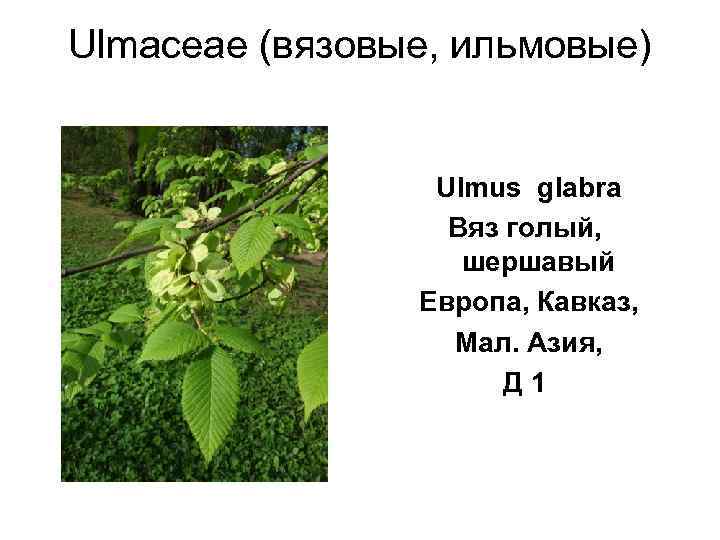 Ulmaceae (вязовые, ильмовые)      Ulmus glabra    Вяз