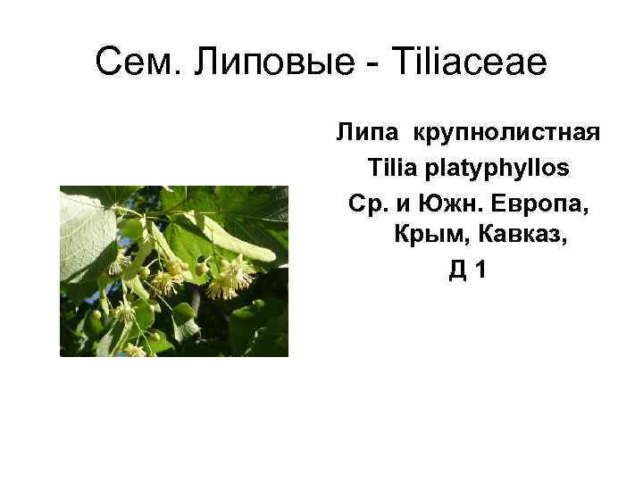 Сем. Липовые - Tiliaceae   Липа крупнолистная    Tilia platyphyllos 