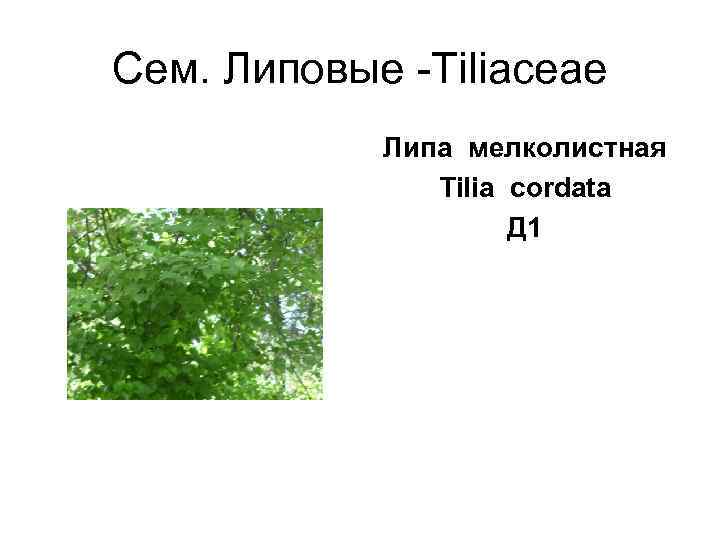 Сем. Липовые -Tiliaceae   Липа мелколистная    Tilia cordata  