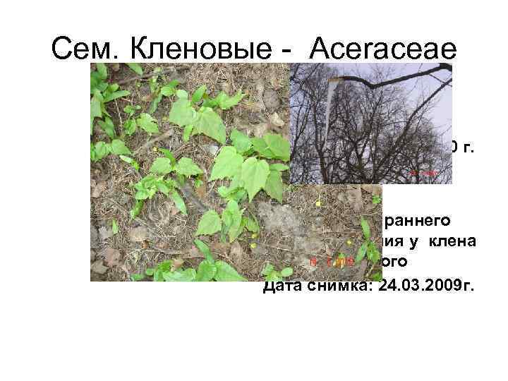 Сем. Кленовые - Aceraceae   Всходы клена   остролистного   Дата