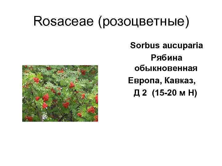 Rosaceae (розоцветные)   Sorbus aucuparia     Рябина   
