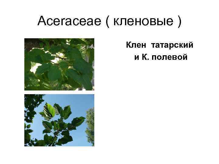 Aceraceae ( кленовые )   Клен татарский    и К. полевой
