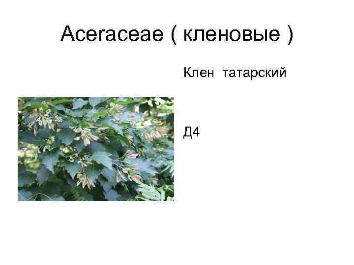 Aceraceae ( кленовые )  Клен татарский    Д 4 