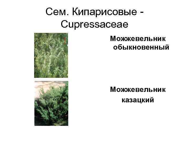 Сем. Кипарисовые -  Cupressaceae   Можжевельник    обыкновенный  