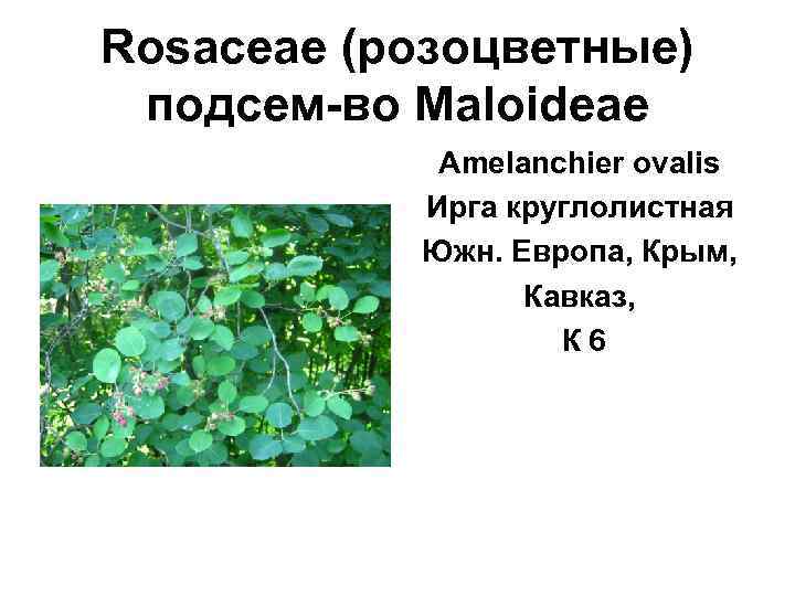 Rosaceae (розоцветные) подсем-во Maloideae   Amelanchier ovalis  Ирга круглолистная  Южн. Европа,