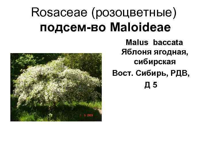 Rosaceae (розоцветные)  подсем-во Maloideae   Malus baccata    Яблоня ягодная,
