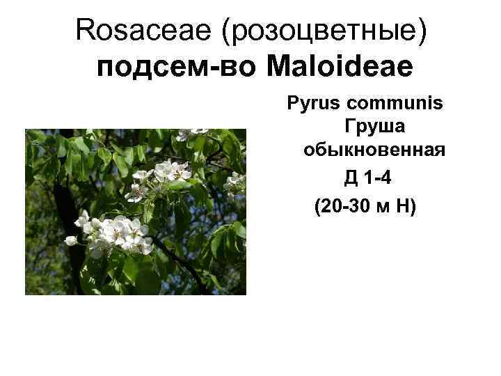 Rosaceae (розоцветные)  подсем-во Maloideae   Pyrus communis     Груша