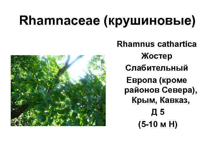 Rhamnaceae (крушиновые)   Rhamnus cathartica    Жостер   Слабительный 