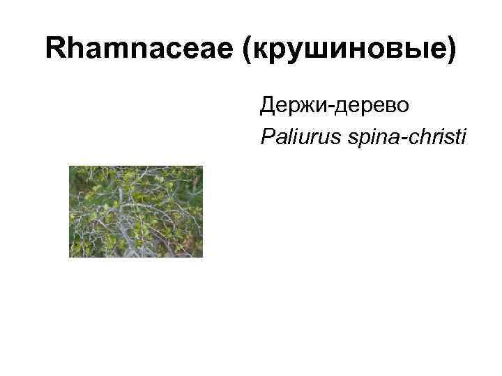 Rhamnaceae (крушиновые)   Держи-дерево   Paliurus spina-christi 