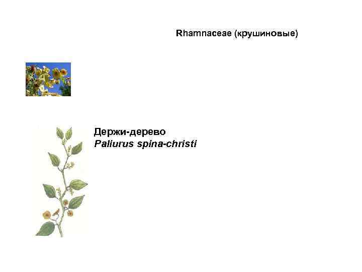    Rhamnaceae (крушиновые) Держи-дерево Paliurus spina-christi 