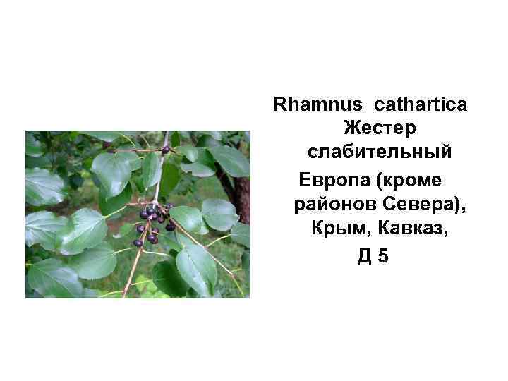 Rhamnus cathartica   Жестер слабительный  Европа (кроме  районов Севера), Крым, Кавказ,