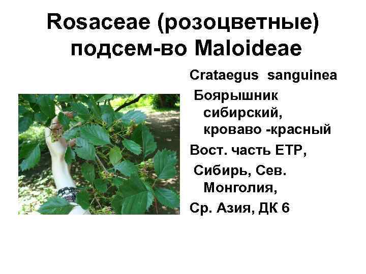 Rosaceae (розоцветные)  подсем-во Maloideae  Crataegus sanguinea   Боярышник   