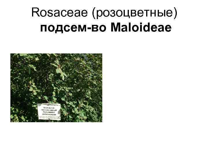 Rosaceae (розоцветные)  подсем-во Maloideae 
