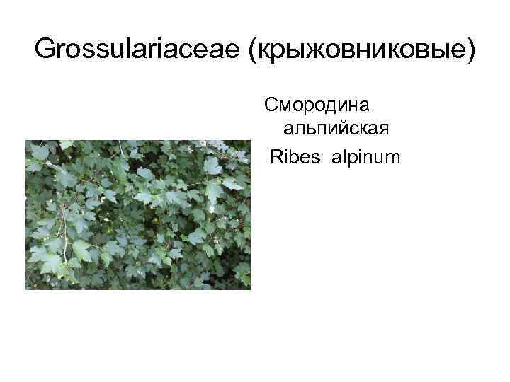 Grossulariaceae (крыжовниковые)   Cмородина     альпийская   Ribes alpinum