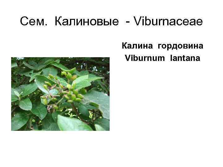 Сем.  Калиновые - Viburnaceae   Калина гордовина   Viburnum lantana 
