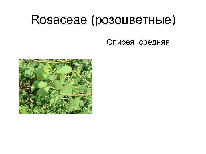 Rosaceae (розоцветные)  Спирея средняя 