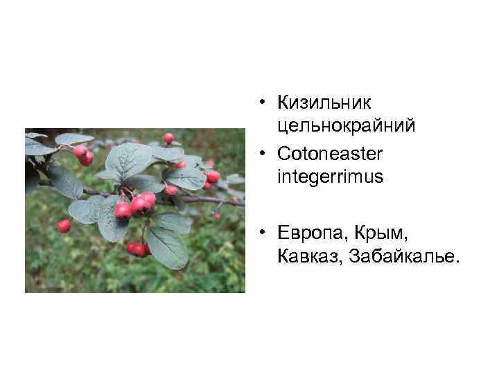  • Кизильник  цельнокрайний  • Cotoneaster integerrimus  • Европа, Крым, Кавказ,