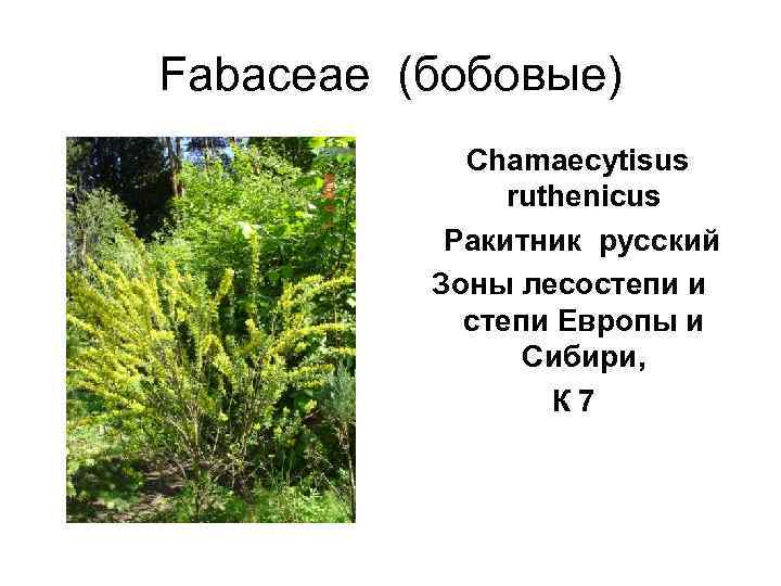 Fabaceae (бобовые)    Chamaecytisus     ruthenicus   
