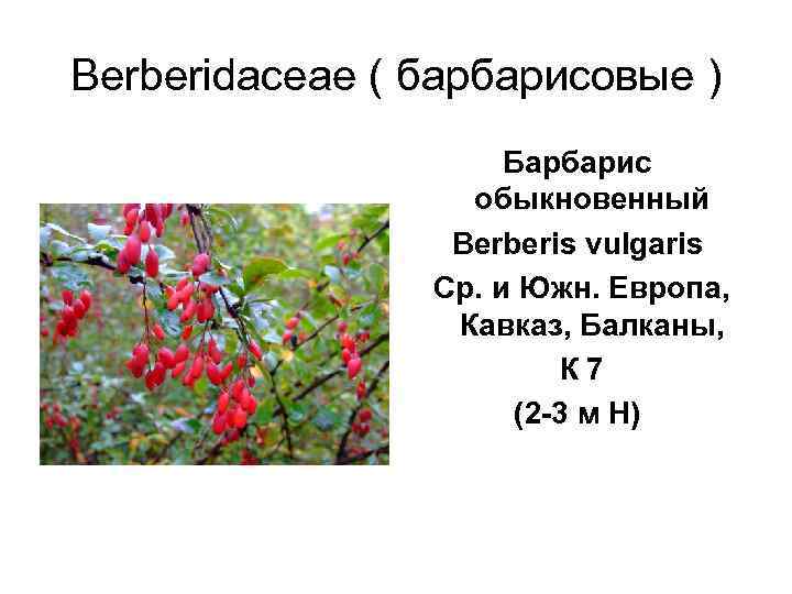 Berberidaceae ( барбарисовые )    Барбарис     обыкновенный 