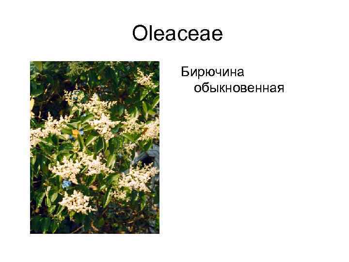  Oleaceae Бирючина   обыкновенная 