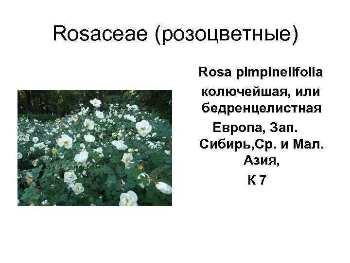 Rosaceae (розоцветные)    Rosa pimpinelifolia   колючейшая, или   бедренцелистная