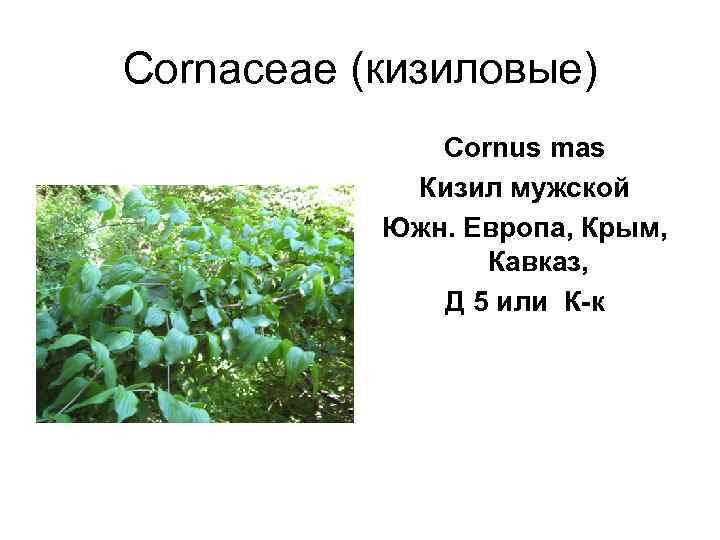 Cornaceae (кизиловые)    Cornus mas   Кизил мужской  Южн. Европа,